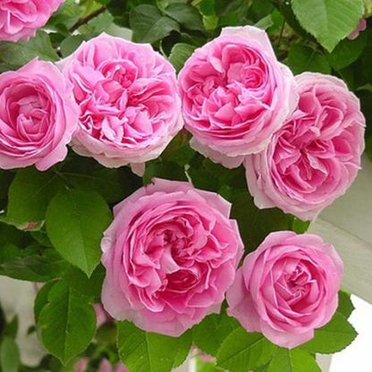 Zarte Pink Lady Rose Climbing Samen - Verwöhnen Sie Ihren Garten mit einer Prise Romantik! 🌹💖