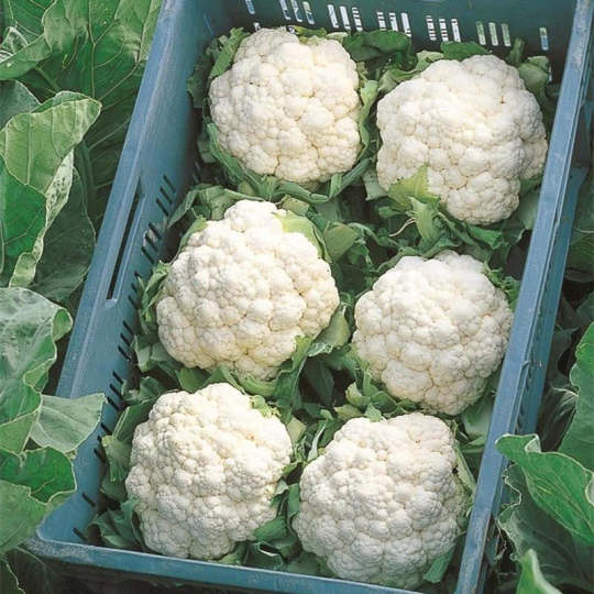 Blumenkohl Absolute F1 💥 - Kraftvolle Vielfalt für Ihren Gemüsegarten! 🌿🥦