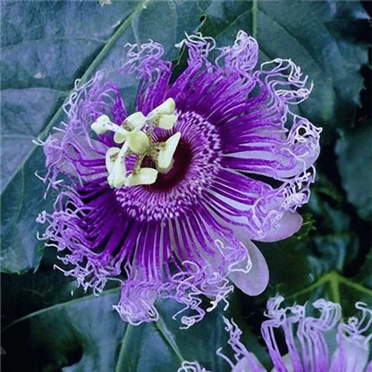 Leidenschaftsblumensamen Garten Seltene Passiflora Incarnata Obst Pflanzen Samen