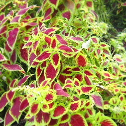 🌱50 STÜCKE/BEUTEL COLEUS BONSAI BLUMENBLATT PFLANZEN REGENBOGEN DRACHEN SAMEN GARTEN