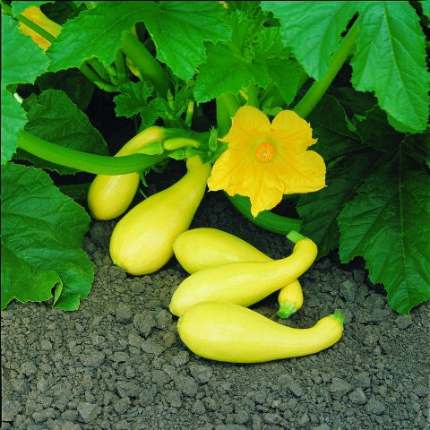 SQUASH GOLD RUSH F1 - Goldene Vielfalt für Ihren Gemüsegarten! 🎃🌟🌱