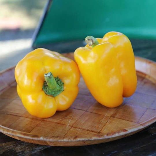 Bio-Paprika Deniro F1 - Natürlich süße Vielfalt für Ihren Gemüsegarten! 🌱🌶️🌿