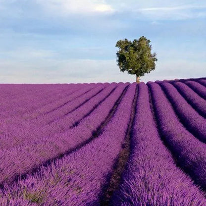 200 STÜCK PROVENCE LAVENDEL SAMEN DUFTENDE BIO-BLUMENSAMEN HEIM GARTEN BONSAI PFLANZE