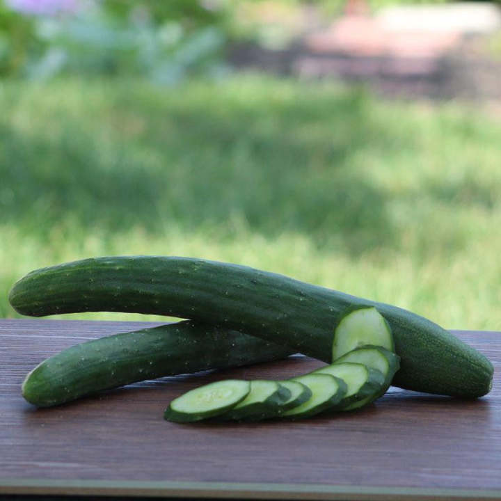 Gurke Burpless 26 F1 Samen - Für eine erfrischende Vielfalt in Ihrem Garten! 🥒🌱