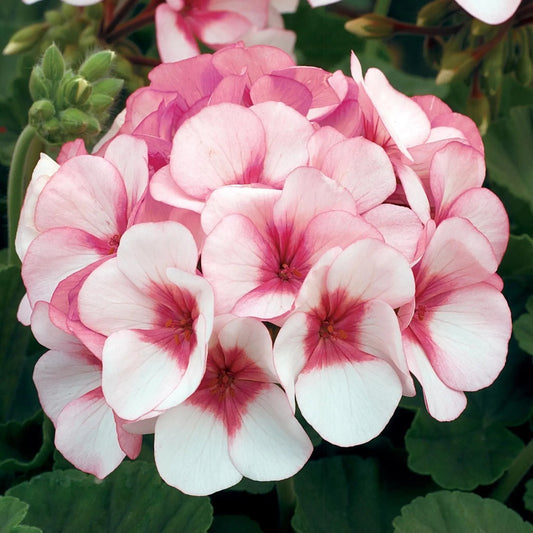 GERANIUM MAVERICK MIX