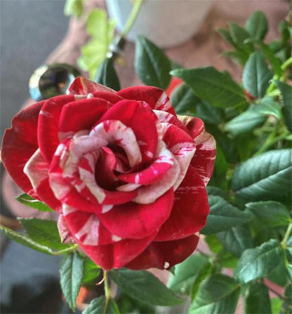 Seltene Zwillingrose - Liebesblasenrose 💖🌹