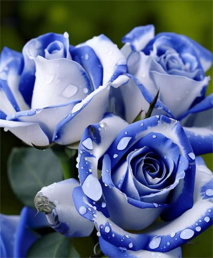 Blau-Weiße Rosen: Eine Wonnevolle Mischung aus Eleganz und Gelassenheit 🌹💙