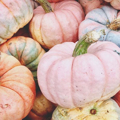 Rosa Kürbiskerne - Eine Zauberhafte Ergänzung für Ihren Garten! 🌸🎃