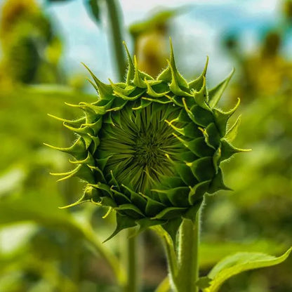 50 Samen Grüne Hybrid-Sonnenblumensamen