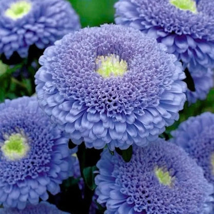 50 + Samen wunderschöne doppelt blühende Sidonia-Aster in Blau