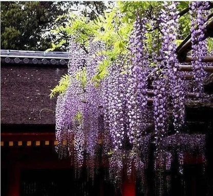 20 Stück lila Glyzinienblumensamen Wisteria Sinensis DIY Hausgarten Hofpflanze