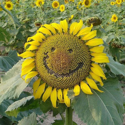 50 Stück Lächelnde Sonnenblumen