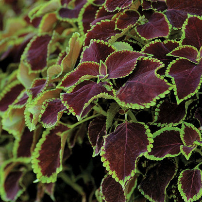 Coleus Chocolate Mint Seed 50 Samen