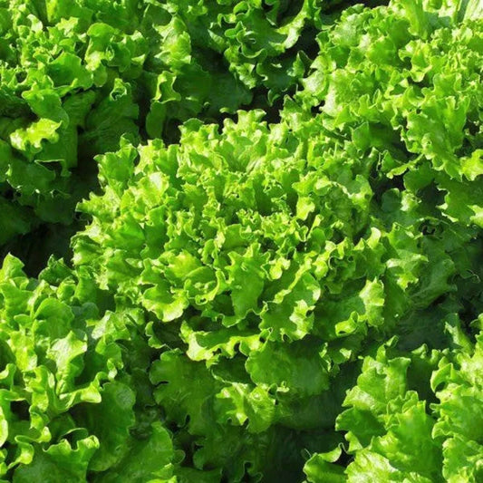 Salat Bergam's Green - Frische Vielfalt für Ihren Garten!🥬🌱