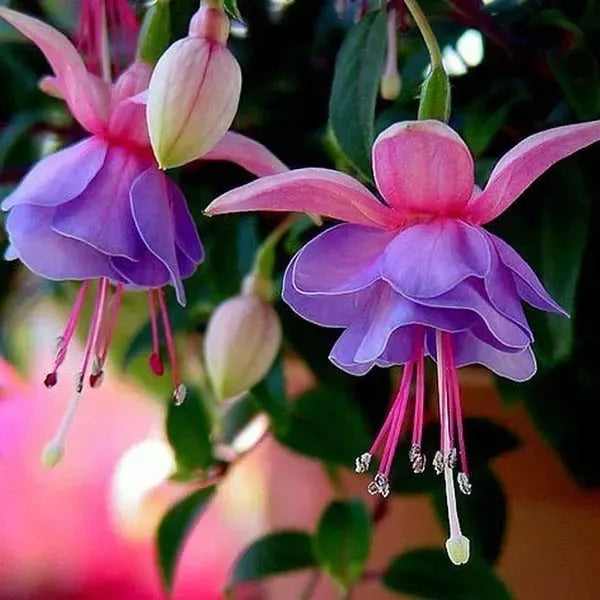 Fuchsia Hybrida Voss Seeds Die Feenblume