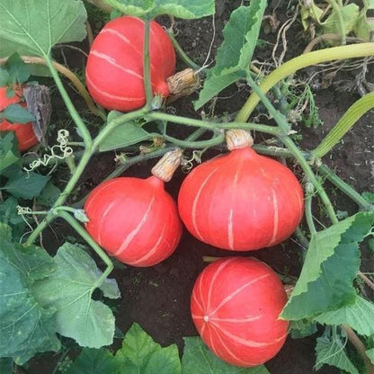 Bio-Kürbis Steph Kuri F1 - Nachhaltige Vielfalt für Ihren Gemüsegarten! 🎃🌿🌱