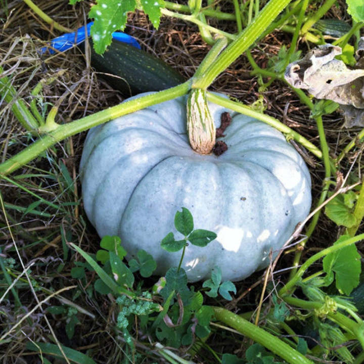 🎃🎃 Jarrahdale Blue Kürbissamen - Einzigartiger Geschmack und lebendige Farbe für Ihren Garten! 💥🌱