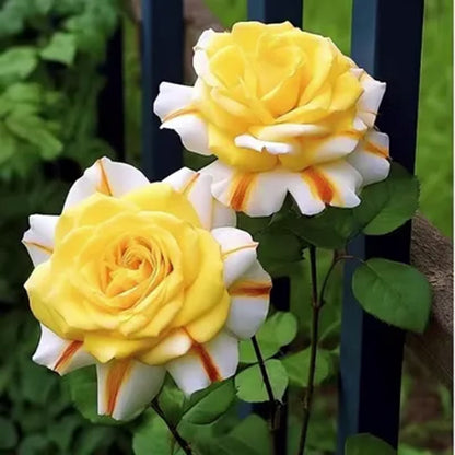 Seltene Rose "Königliches Emblem": Eine königliche Pracht für Ihren Garten! 🌹