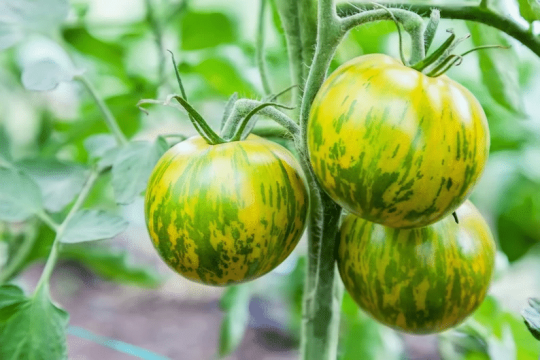 Grüne Zebra-Tomatensamen - Offene Bestäubung, gentechnikfrei, 20 Samen pro Packung: Frische Vielfalt für Ihren Gemüsegarten! 🍅🌿