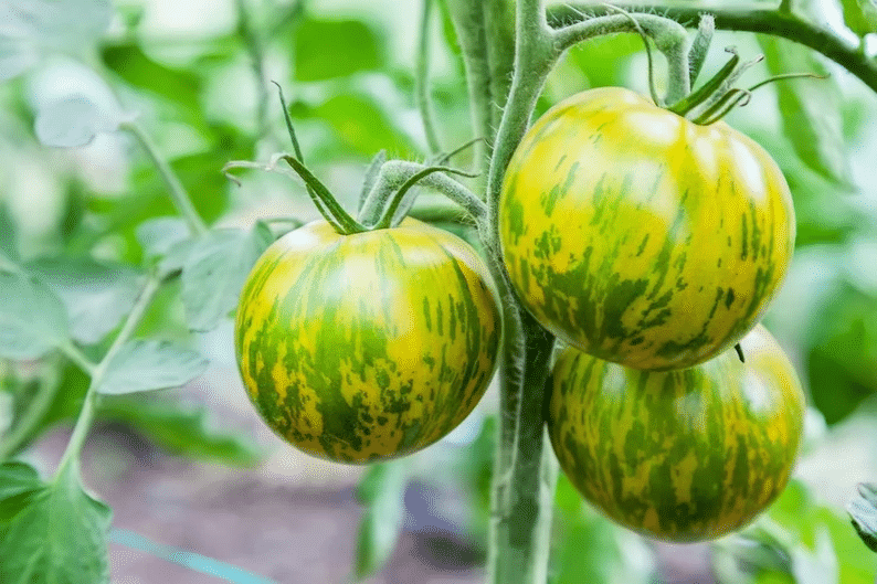 🥰Grüne Zebra-Tomatensamen – offen bestäubt, gentechnikfrei, 20 Samen/Packung🎉