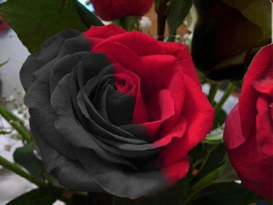 Carmen Rose - Doppelt Rot-Schwarze Rosen Samen: Eine Leidenschaftliche Liebesgeschichte in Ihrem Garten! 🌹