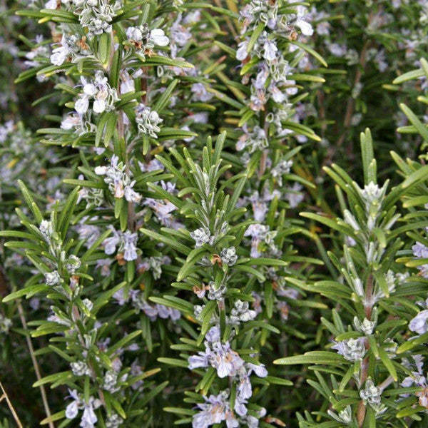 ROSEMARY HERB SEEDS - Duftende, mehrjährige Ergänzung für Ihren Kräutergarten!