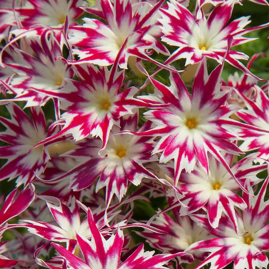 ROSE MIT AUGEN-PHLOX-SAMEN