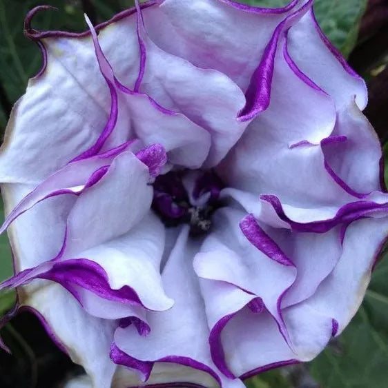 50 Stück/Beutel Datura Brugmansia Samen Topfpflanze Bonsai Trompeten Engel Blumensamen