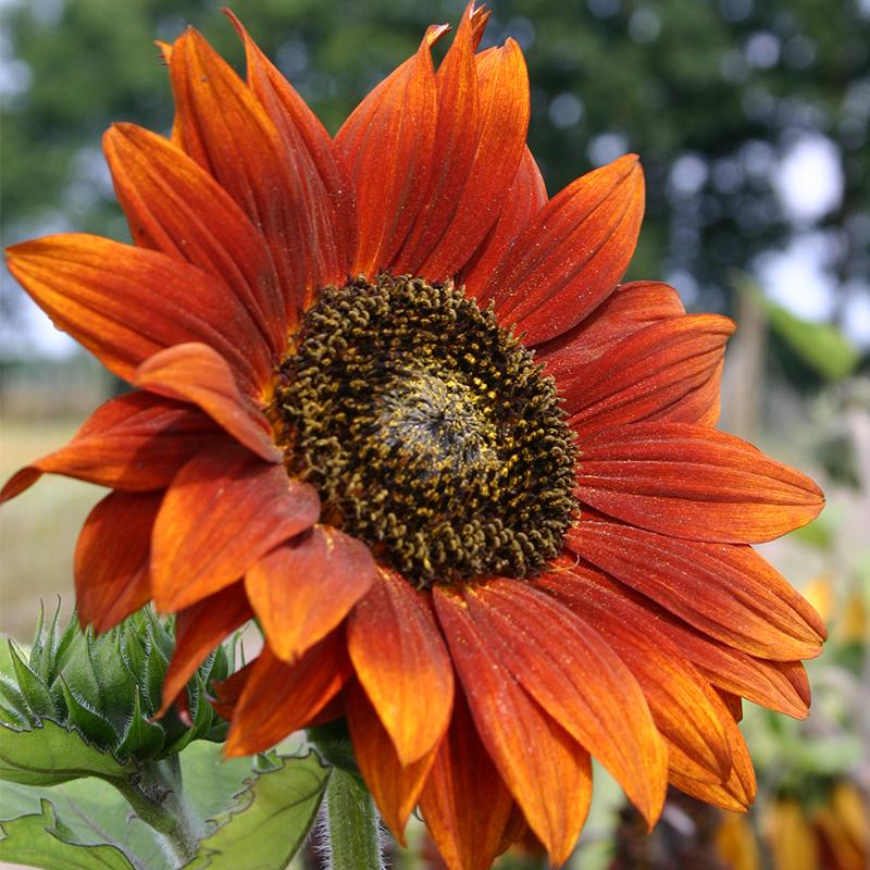 SONNENBLUME, Samtkönigin