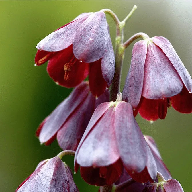 Multi-Farben Fritillaria Samen, 100 Stück/Packung