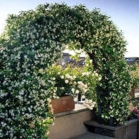 CAPE JASMINE SAMEN