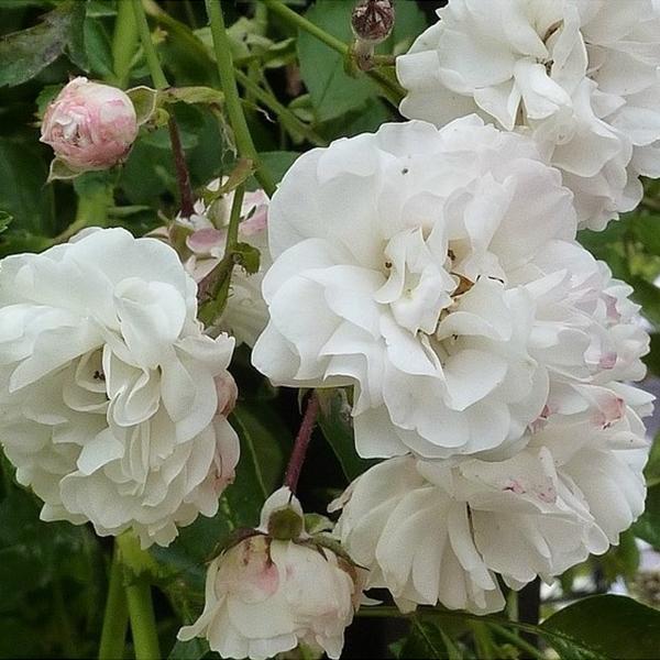 Schneeweiße Kletterrose Samen: Eine blühende Schönheit für Ihr Zuhause! 🌹