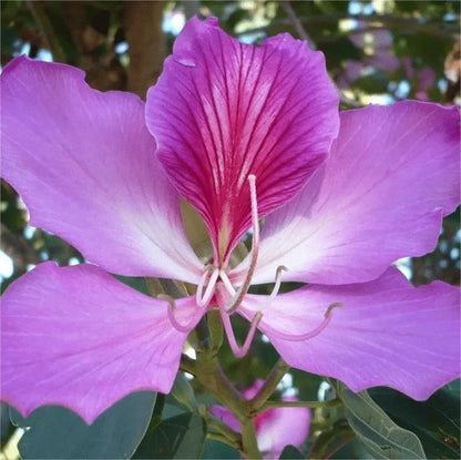 Bauhinia Purpurea, Lila Orchideenbaum – 20 Stück Samen