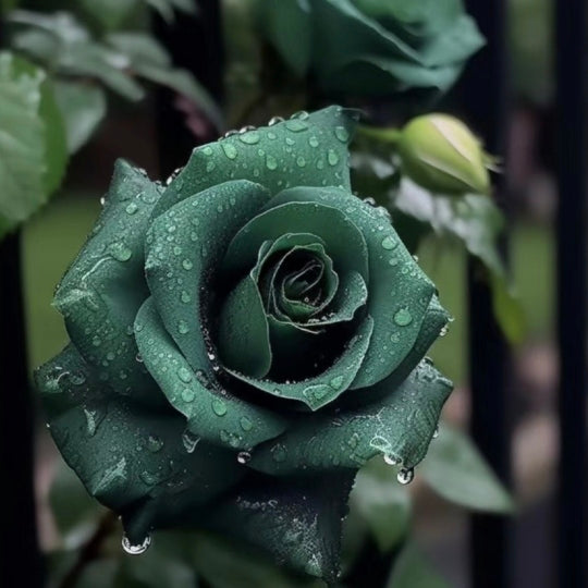 🌿🌹 Schottische Grüne Rosen Samen - Ein Hauch von schottischer Natur in Ihrem Garten! 🏴🌹