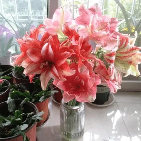 50 Partikel Hippeastrum rutilum Samen Bonsai Hausgarten Balkonpflanzen