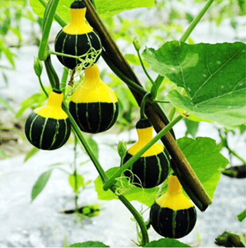 Seltene und exotische Kürbissamen - Erwecken Sie Ihre Gartenwelt mit einzigartiger Vielfalt! 🎃🌿🌍