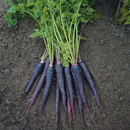 💥Karotte Deep Purple F1 - Eine lebendige Ergänzung für Ihren Gemüsegarten! 🥕🌱💥