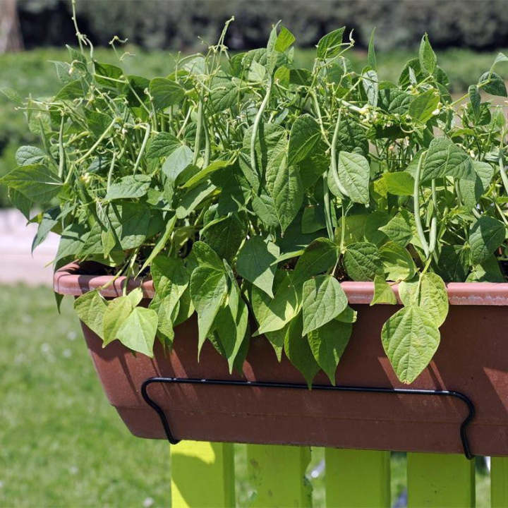 Buschbohnen French Mascotte für Container - Perfekt für Ihren Balkon oder Ihre Terrasse! 🌱🌿