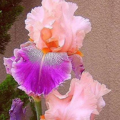 🔥Verschiedene Iris, Erbstück-Iris🌱Blumenzwiebeln Pflanzen