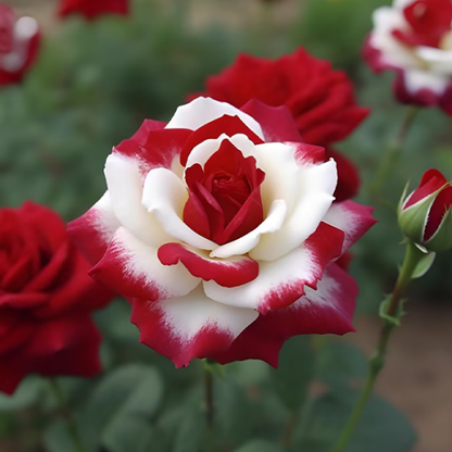 Seltene Zwillingsrosen in Rot und Weiß - Eine Symphonie der Schönheit 🌹❤️🤍