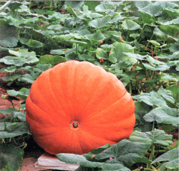 Seltene und exotische Kürbissamen - Erwecken Sie Ihre Gartenwelt mit einzigartiger Vielfalt! 🎃🌿🌍