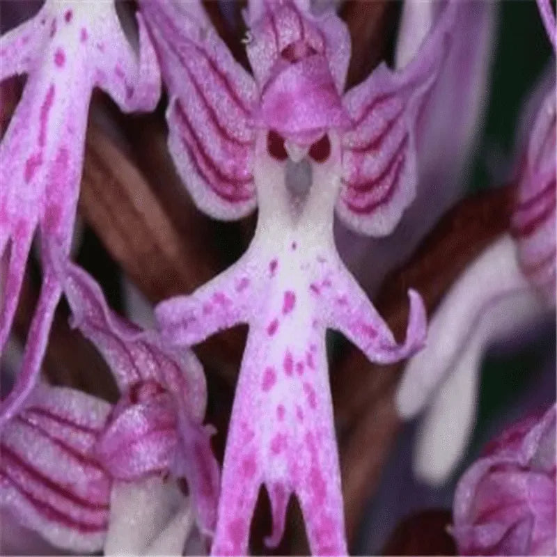 Orchis italica Seltene humanoid Orchideensamen