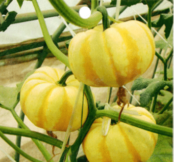 Seltene und exotische Kürbissamen - Erwecken Sie Ihre Gartenwelt mit einzigartiger Vielfalt! 🎃🌿🌍