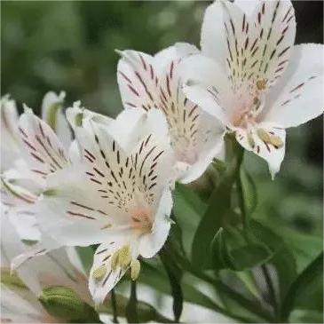 Alstroemeria Aurea Blumensamen