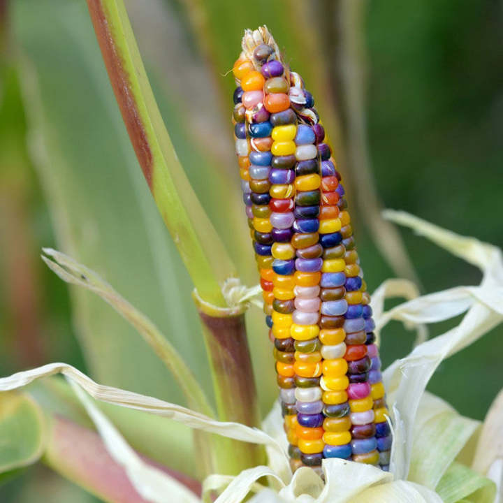 Rainbow Glass Gem Mais Samen - Eine Bunte und Faszinierende Ergänzung für Ihren Garten! 🌽🌈