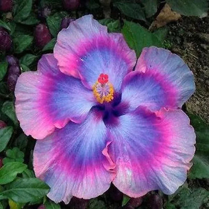 Gigantische Ombre-Hibiskus Exotische Korallenblumensamen