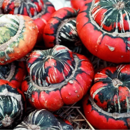 Seltene und exotische Kürbissamen - Erwecken Sie Ihre Gartenwelt mit einzigartiger Vielfalt! 🎃🌿🌍