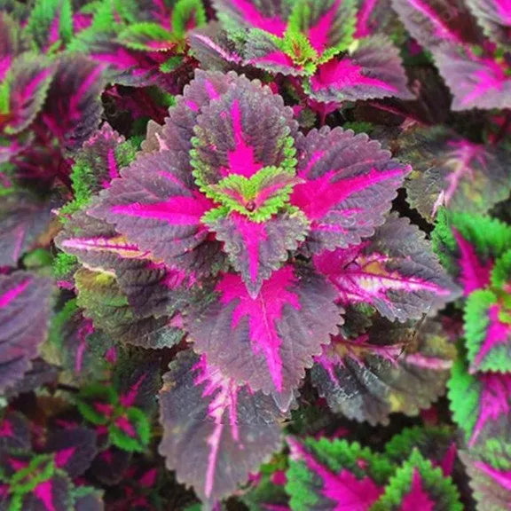 50 teile/beutel Coleus Bonsai Blume Blatt Pflanzen Regenbogen Drachen Samen Garten