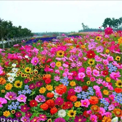 🔥53 % RABATT Gemischte mehrjährige Blumensamen – über 60 gemischte Sorten