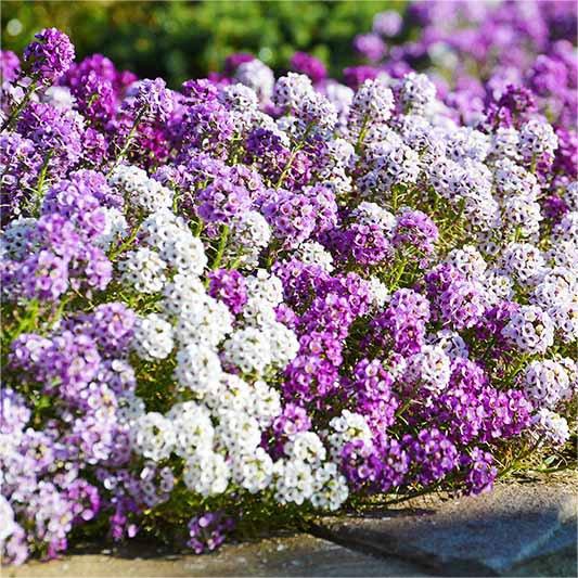 50 Stück Alyssum-Samen, Pastellteppich